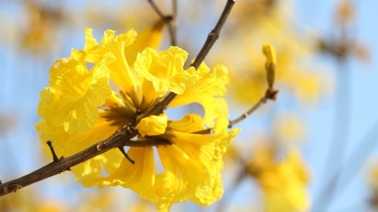 Quercia gialla: fiore affascinante