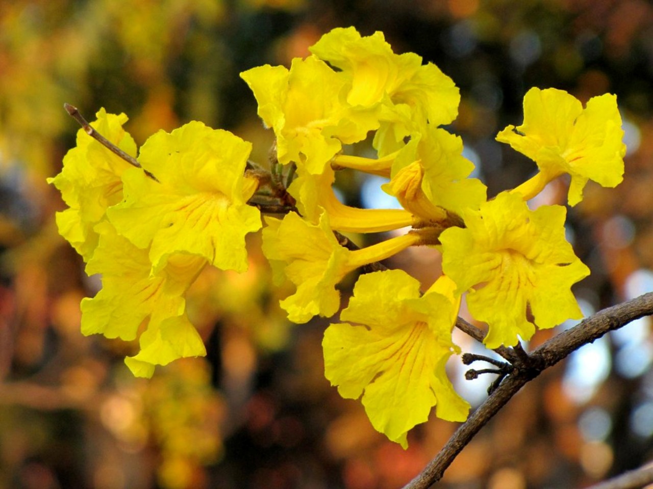 Quercia gialla: fiore affascinante