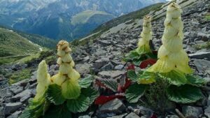 Rheum Nobile: come una pianta sopravvive alle sfide dell’Himalaya