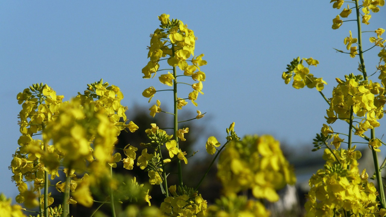 Sinapis alba: pianta della senape