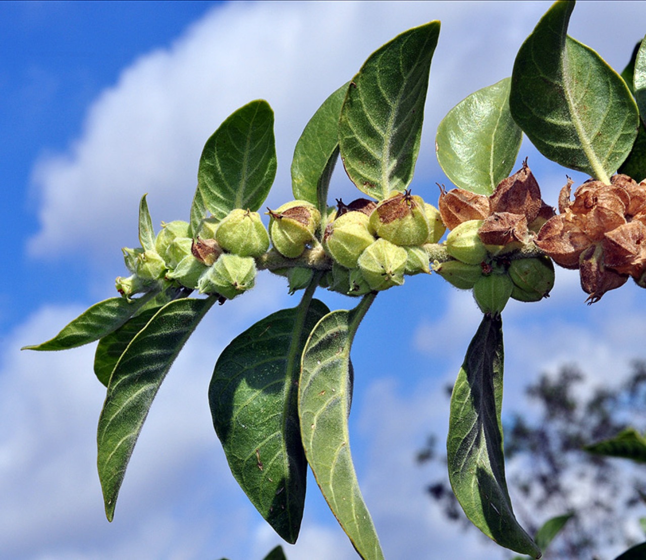 Withania Somnifera: pianta che riduce lo stress