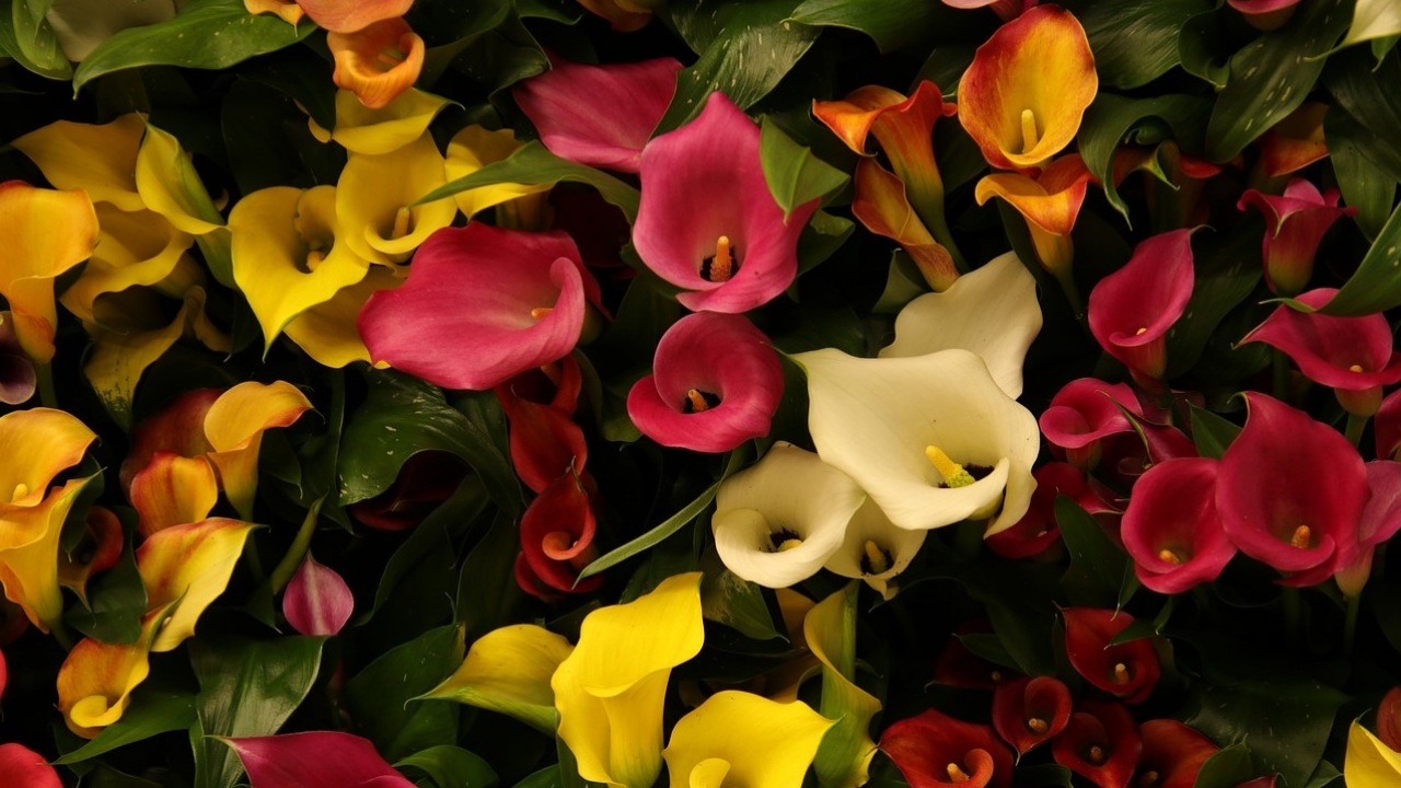 Zantedeschia: fiori colorati per il tuo giardino