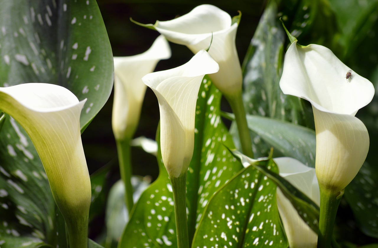 Zantedeschia: fiori colorati per il tuo giardino