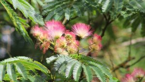 Albizia julibrissin: come raccogliere e conservare i suoi fiori e le sue foglie