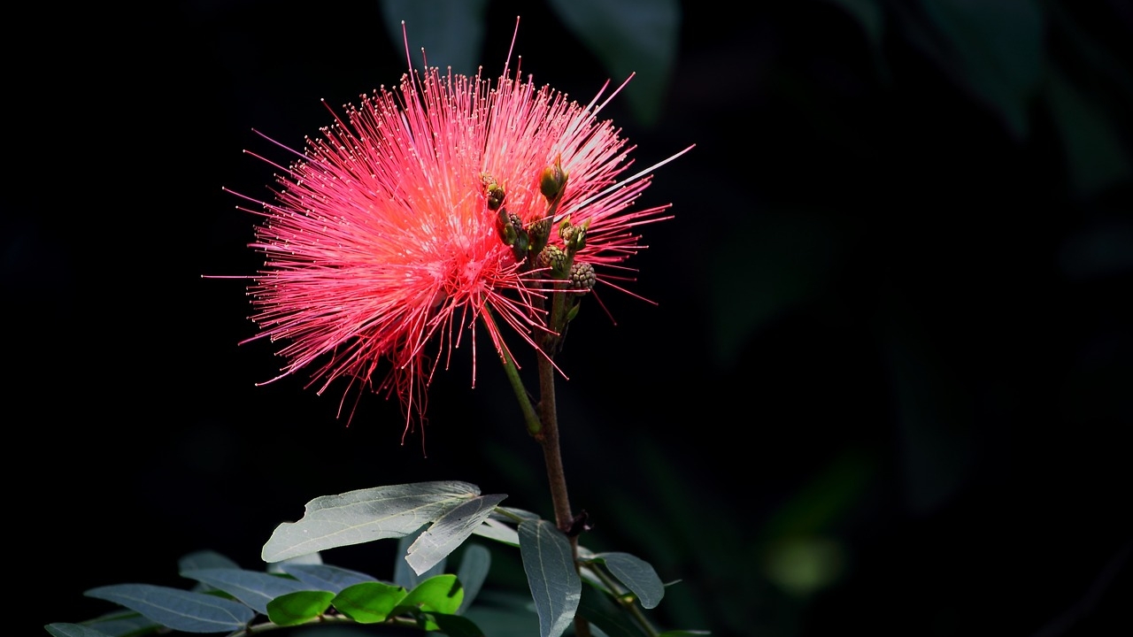 fiore di albizia julibrissin