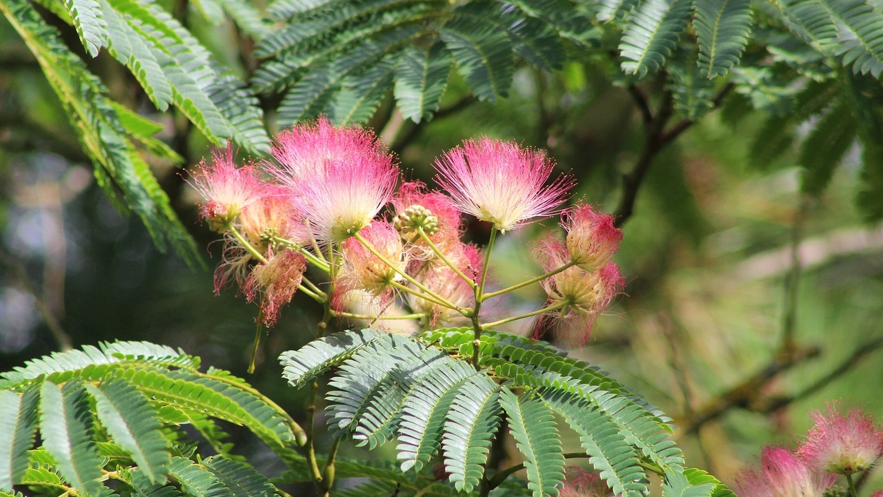 pianta di albizia julibrissin