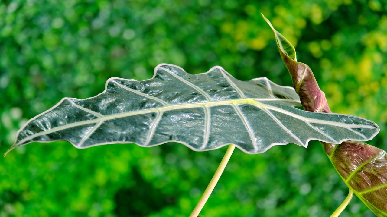 alocasia orecchie