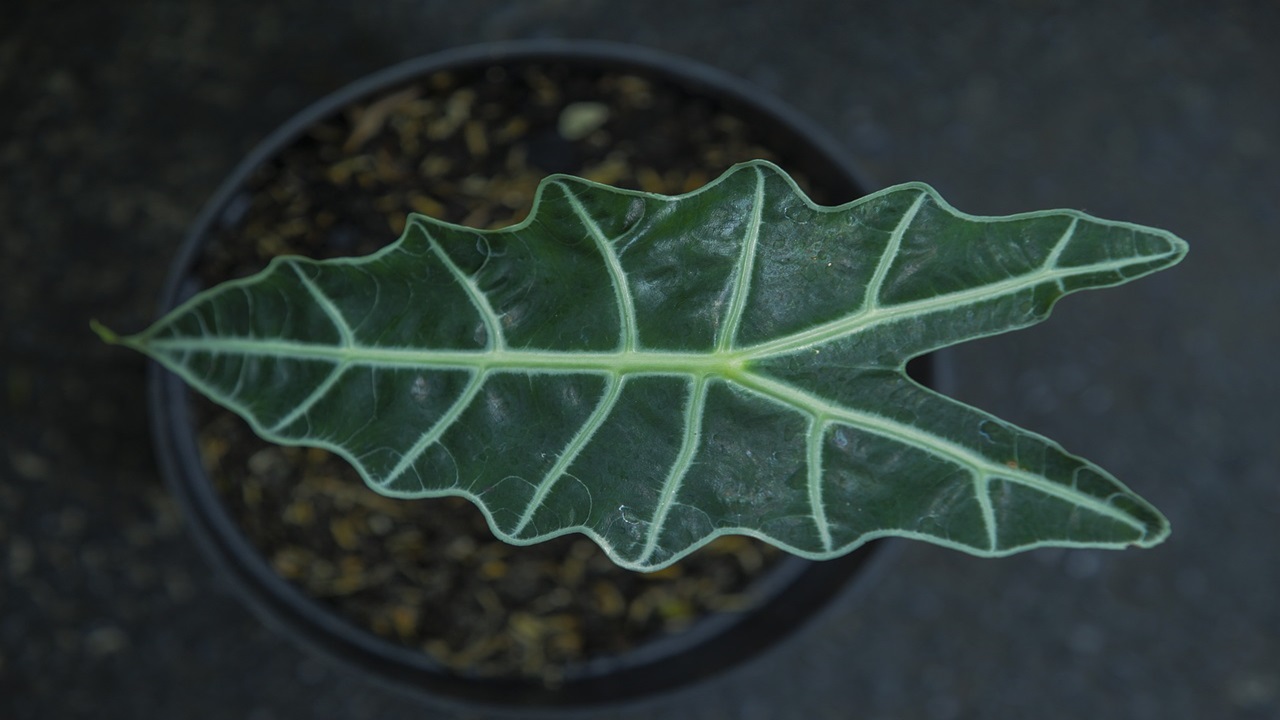 alocasia