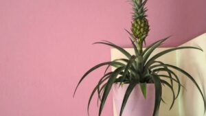 Coltivazione di una pianta di ananas in casa: come fare a partire da una corona