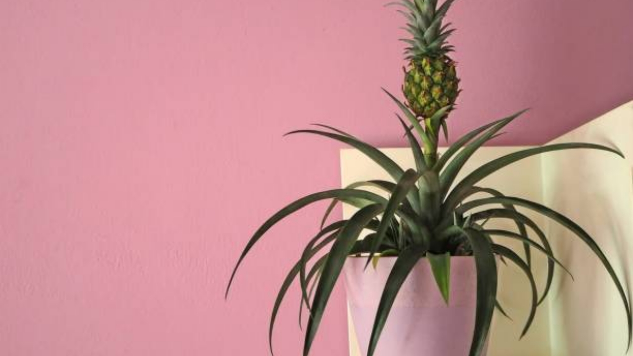 pianta di ananas