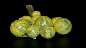 Calamansi, l’agrume ibrido esotico usato anche come pianta ornamentale