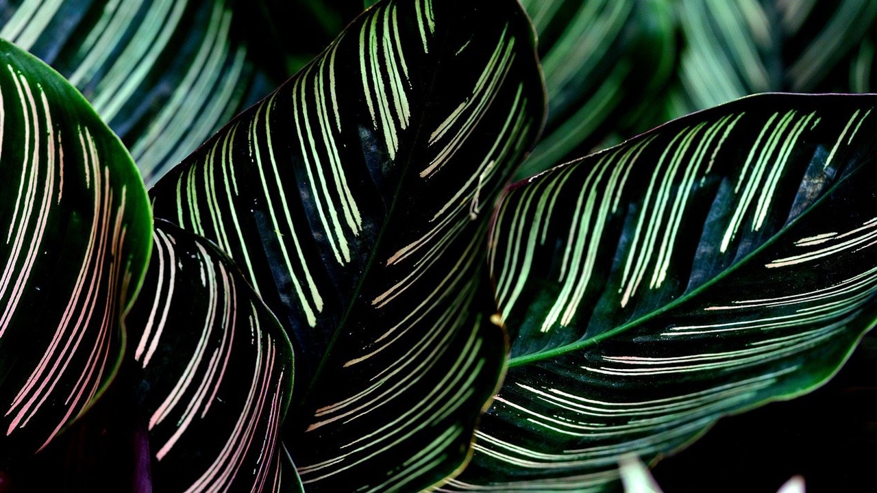 calathea