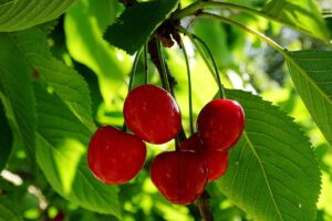 Albero di ciliegio morello: caratteristiche e cura per avere deliziosi frutti