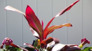 Cordyline: come prendersi cura di queste piante da appartamento dai colori stravaganti