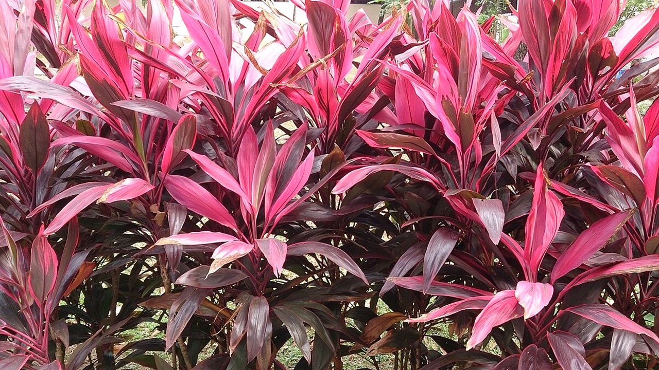 cordyline piante