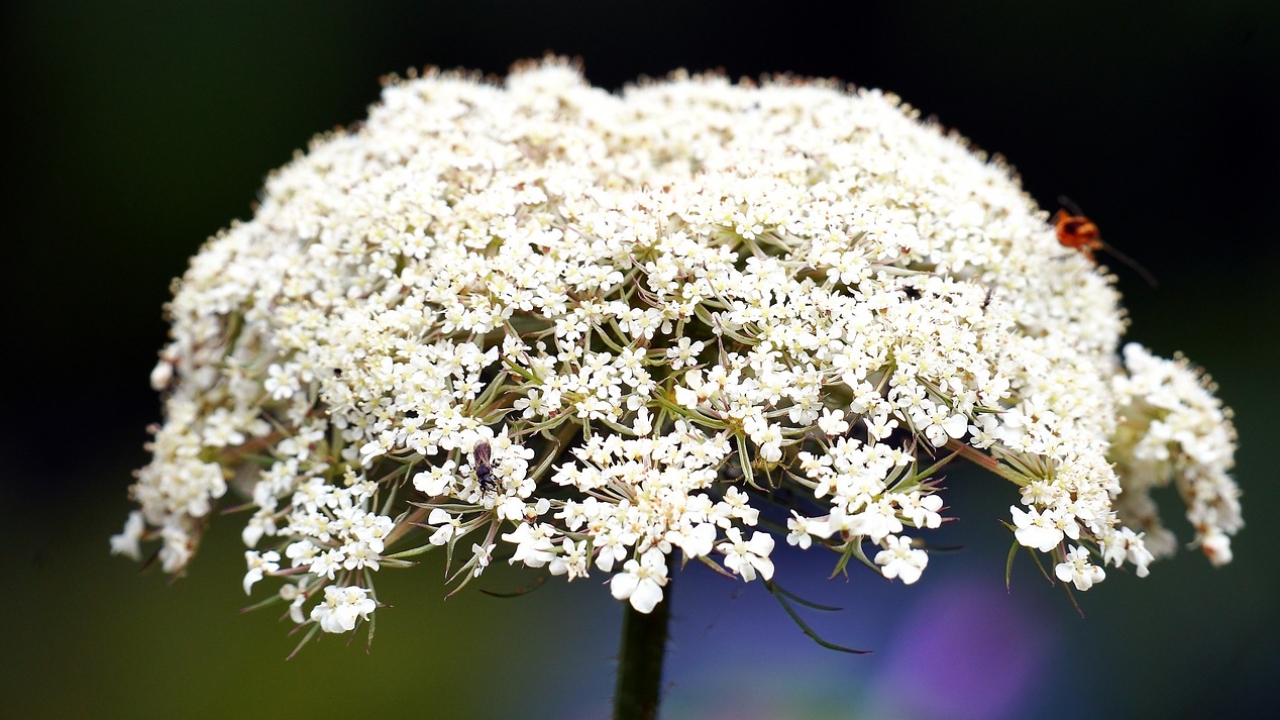 fiore di daucus carota