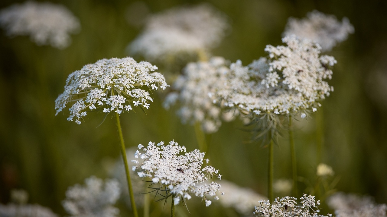 fiori di daucus carota