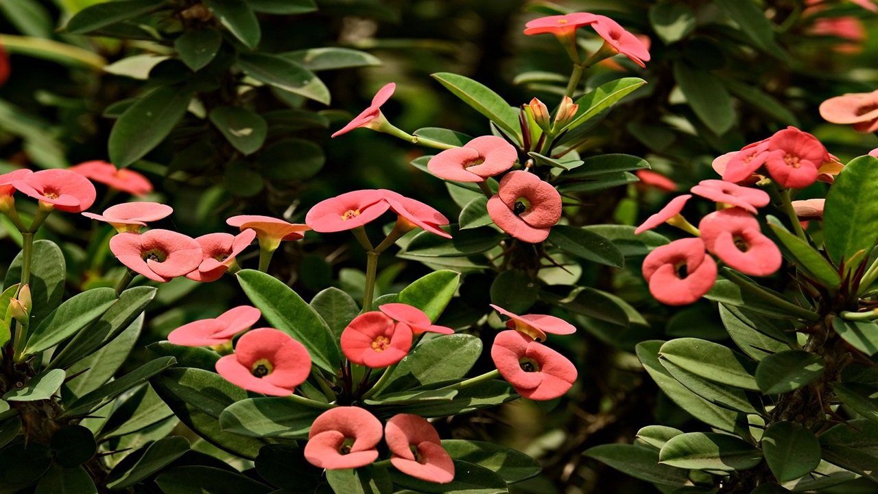 euphorbia milii casa piante