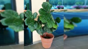 Come propagare il ficus foglia di violino in modo semplice e veloce