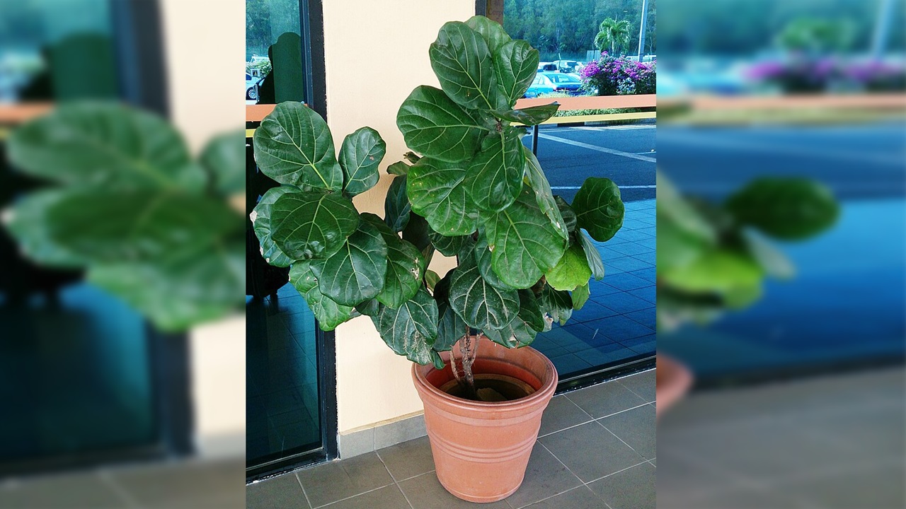 ficus foglia violino