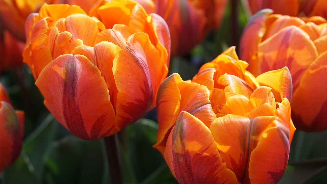 fiori arancioni tulipani