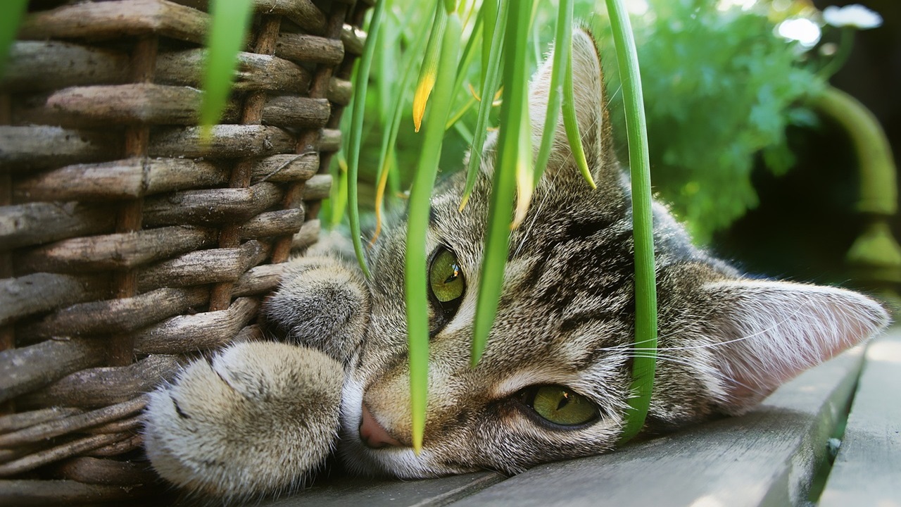 gatti pipì piante