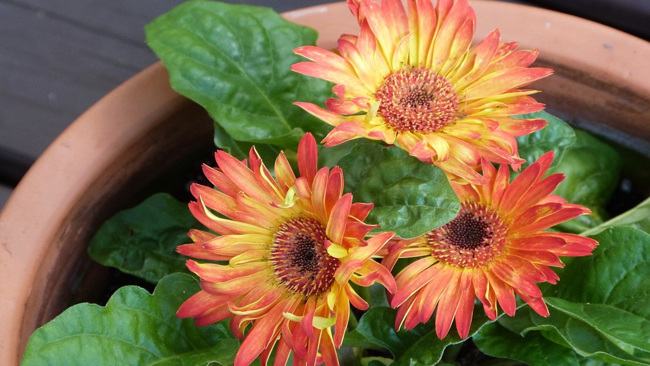 gerbera piante antifumo