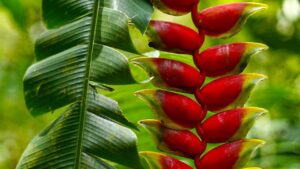 Heliconia rostrata: tutto quello che volevate sapere sul falso uccello del paradiso