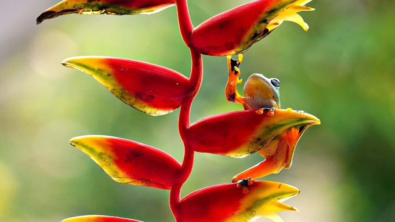 heliconia rostrata falso uccello paradiso