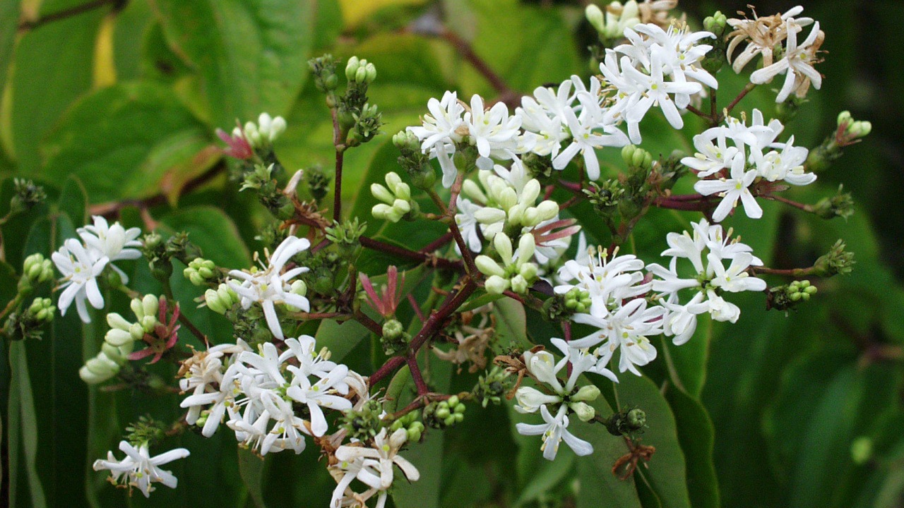 Heptacodium miconioides: albero dei sette figli