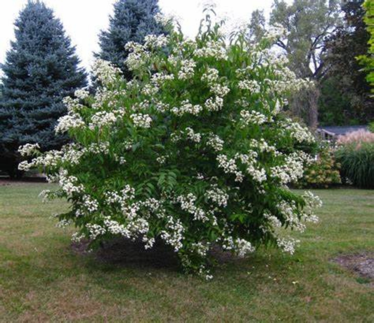 Heptacodium miconioides: albero dei sette figli