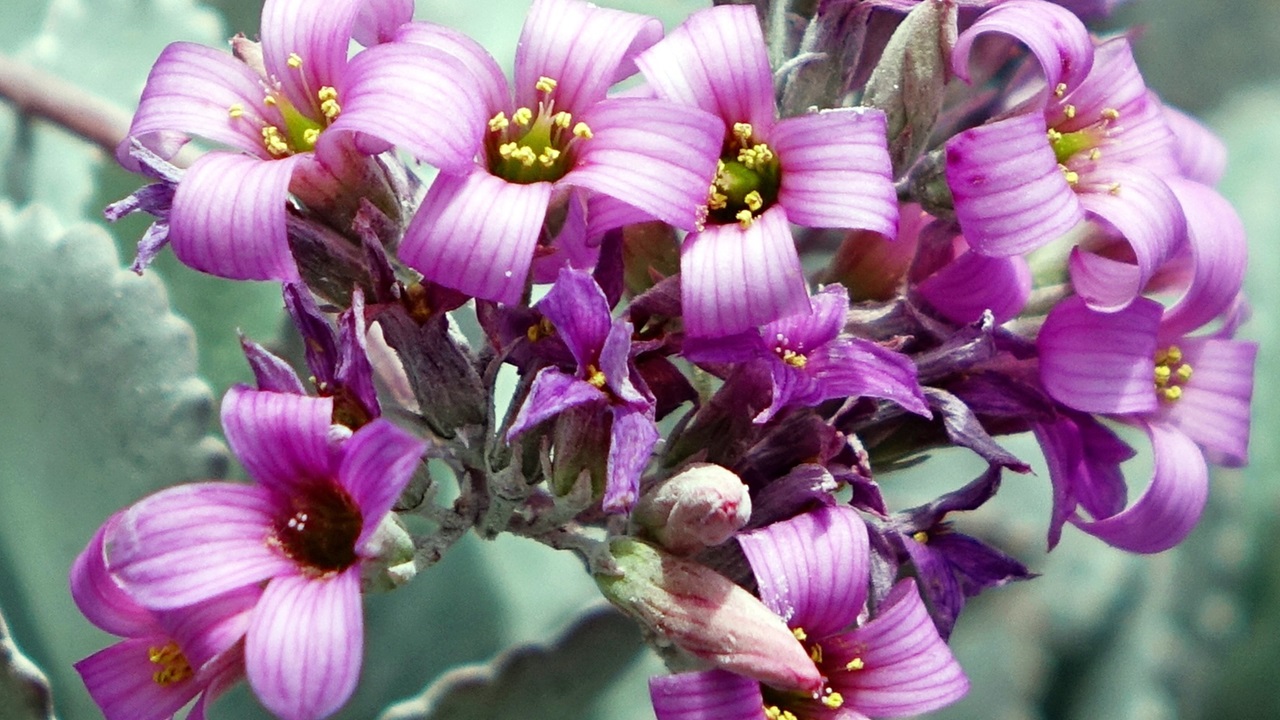 kalanchoe pumila fiori