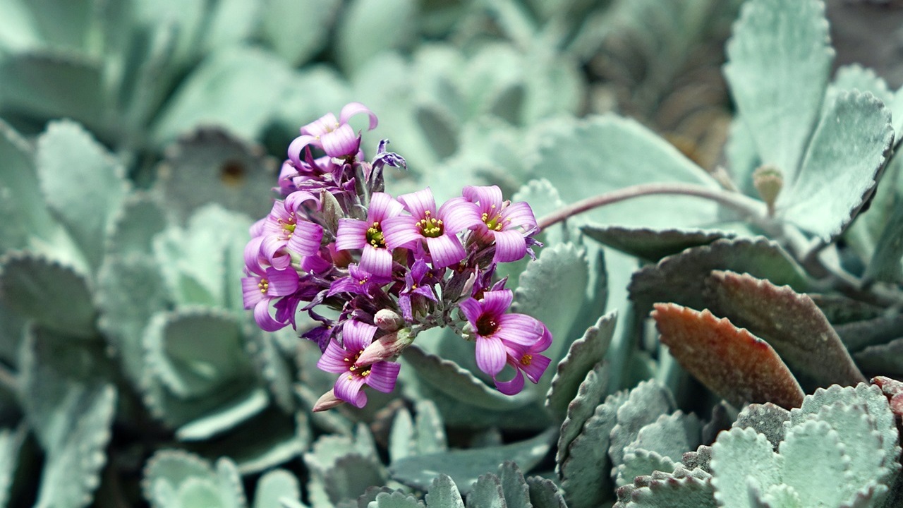 kalanchoe pumila