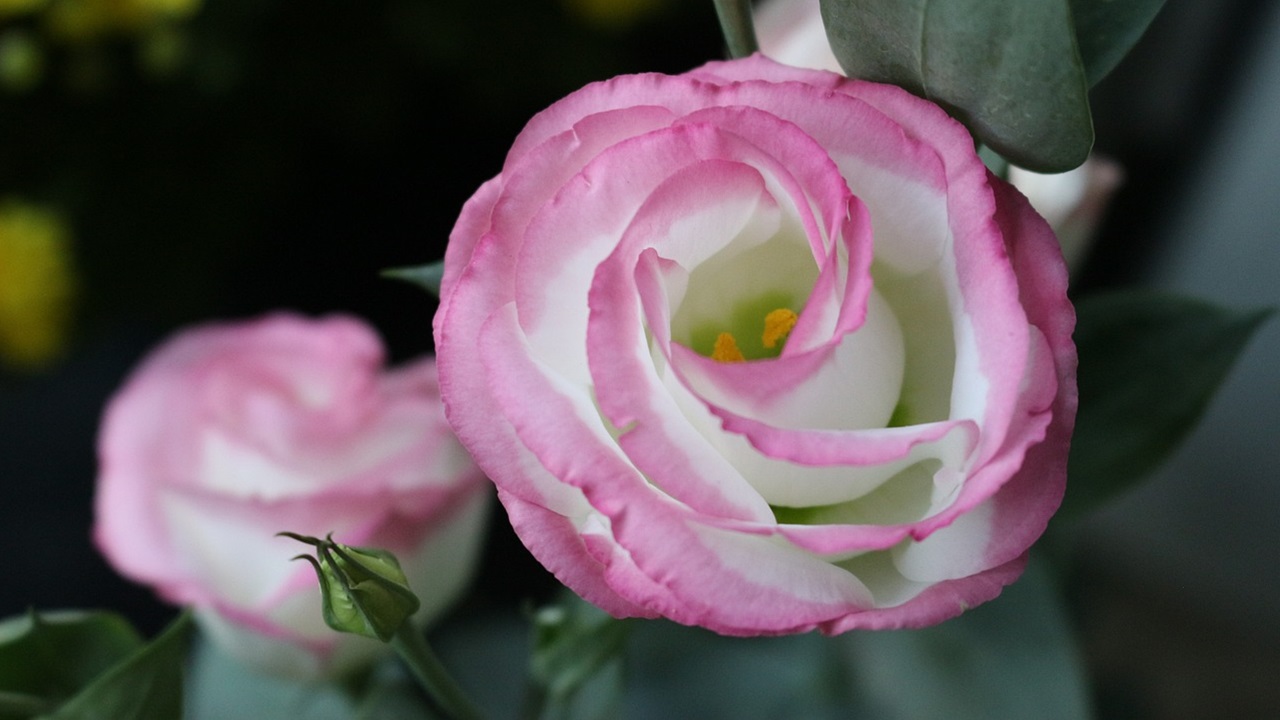 lisianthus fiore