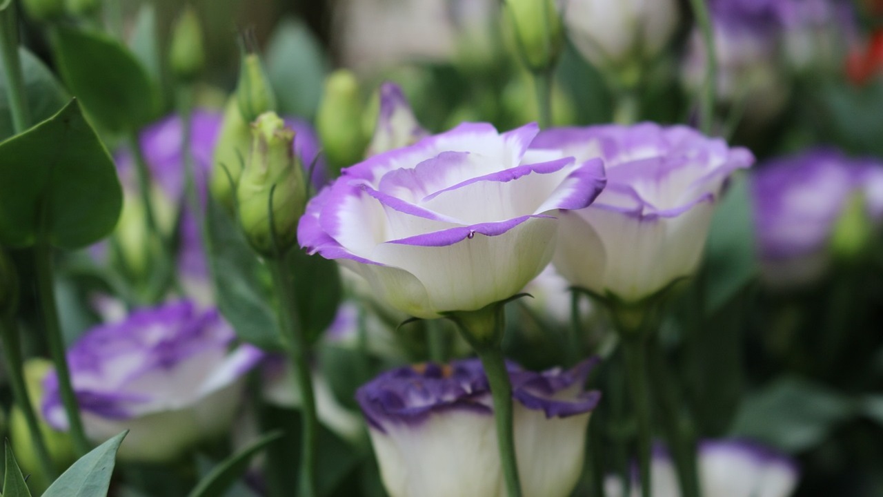 lisianthus