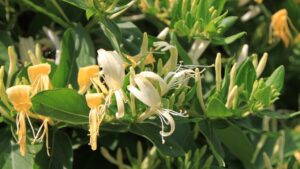 Lonicera fragrantissima, tutto quello che volevate sapere sul meraviglioso caprifoglio invernale