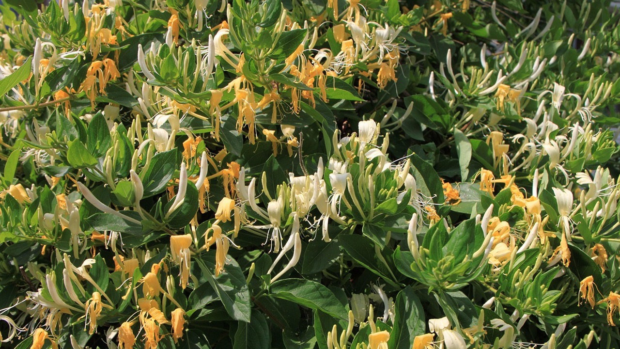 lonicera fragrantissima caprifoglio