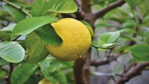 Oroblanco, l’insolito frutto ibrido a metà fra un pomelo e un pompelmo