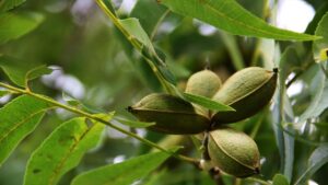 Albero di noce di pecan, tra curiosità e caratteristiche: scopriamo di più su questa specie che può sopravvivere più di 200 anni