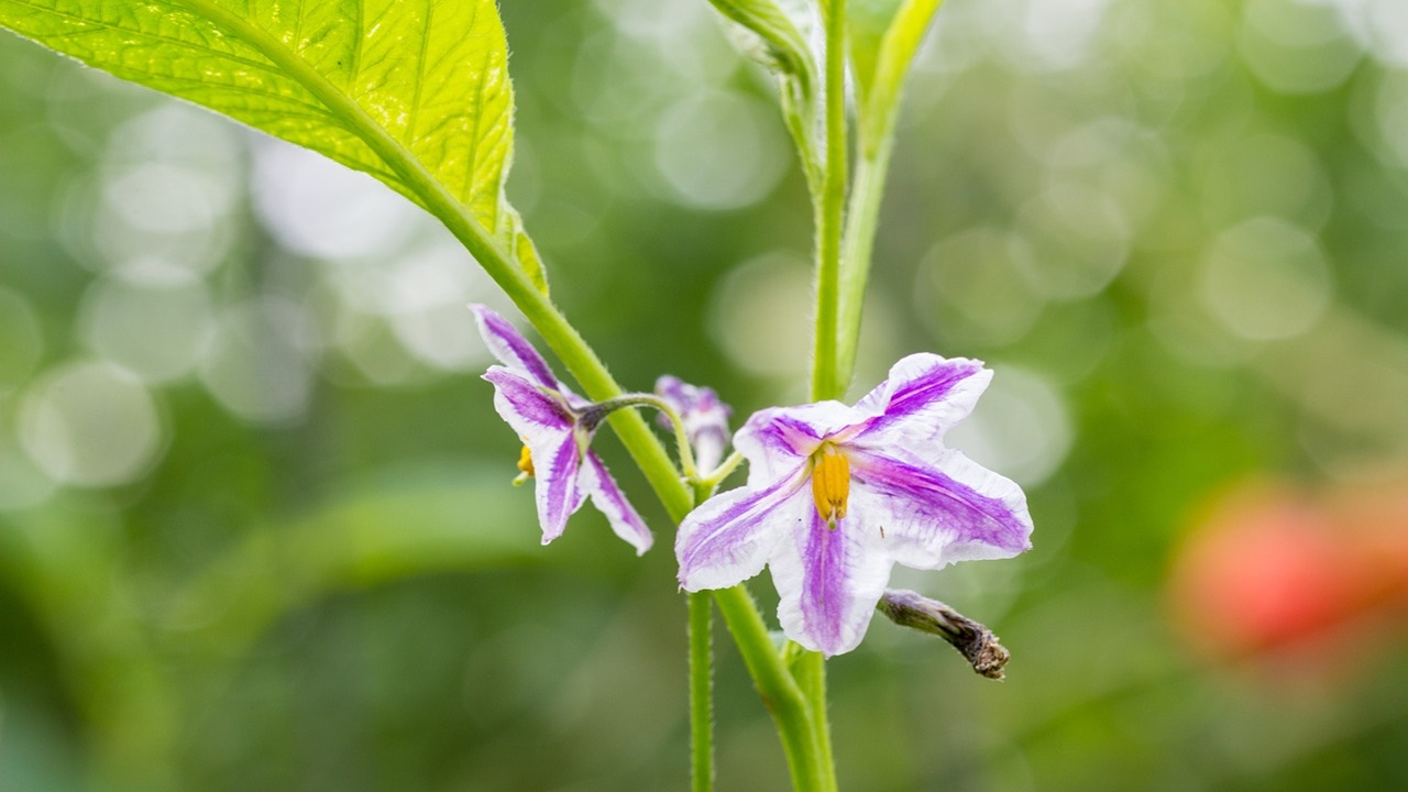 pepino