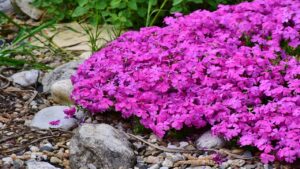 Phlox subulata: trucchi e segreti per prendersi cura di questa pianta tappezzante