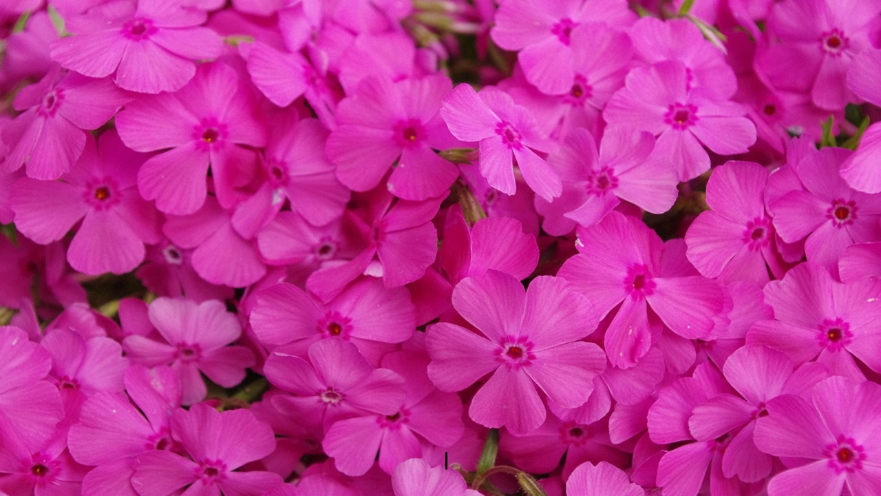 phlox subulata fiori