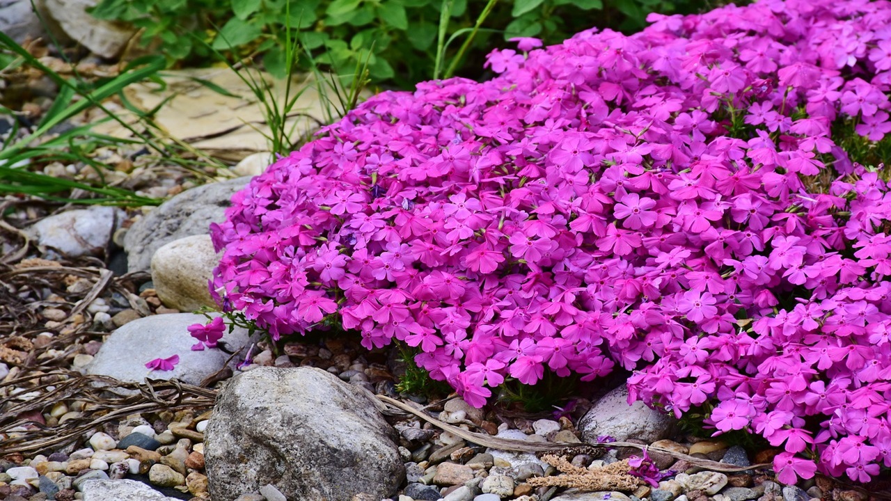 phlox subulata