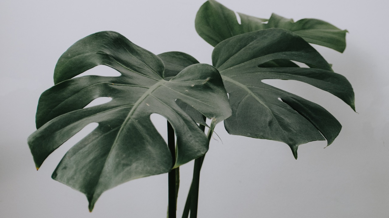 pianta monstera Feng Shui