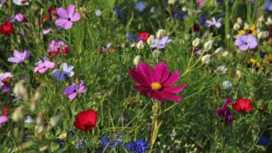 Piante spontanee: non sempre è una buona idea estirparle dal giardino