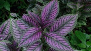 Strobilanthes dyeranus, la straordinaria bellezza dello scudo persiano