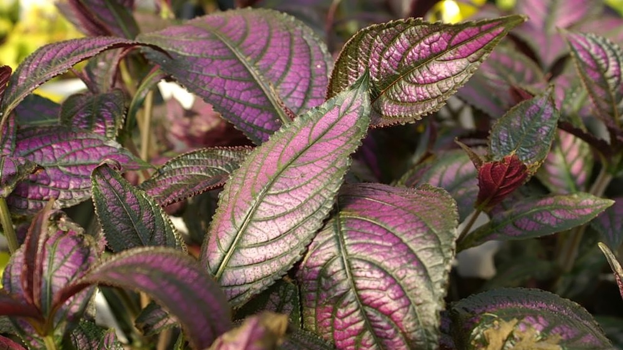 strobilanthes