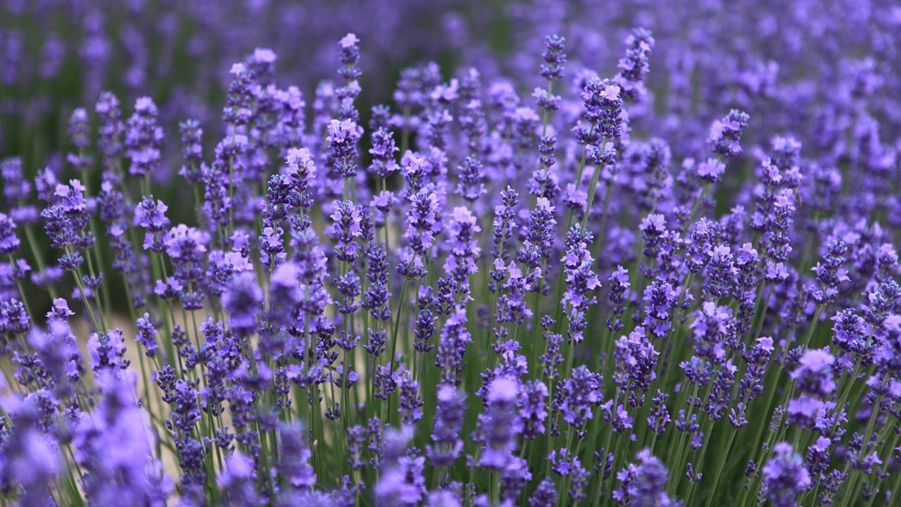 talea lavanda