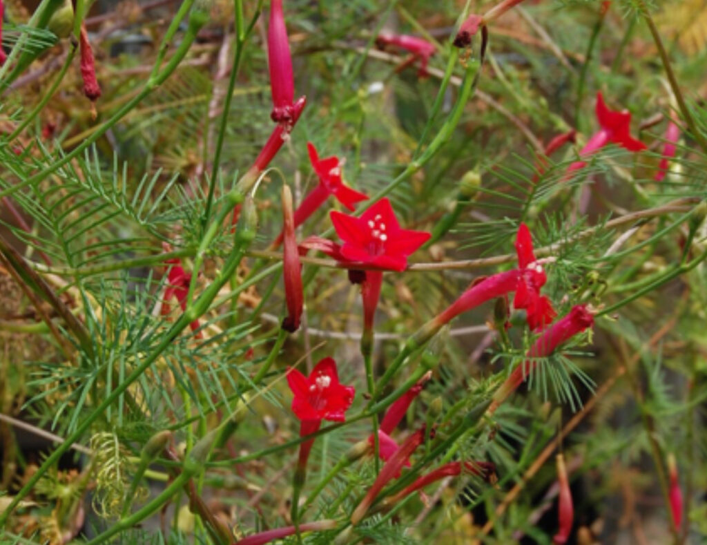 Fiore bellissimo