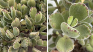 Zampe d’orso o Cotyledon Tormentosa: tutto quello che c’è da sapere su questa particolarissima pianta